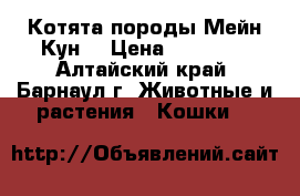 Котята породы Мейн Кун  › Цена ­ 25 000 - Алтайский край, Барнаул г. Животные и растения » Кошки   